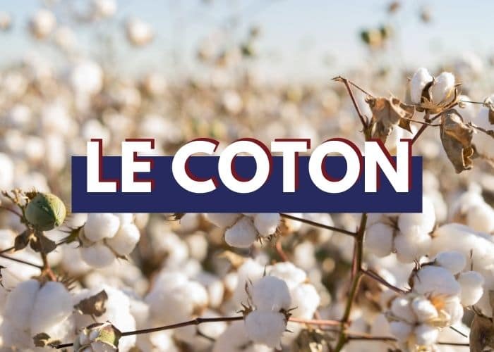 On vous dit tout sur le coton