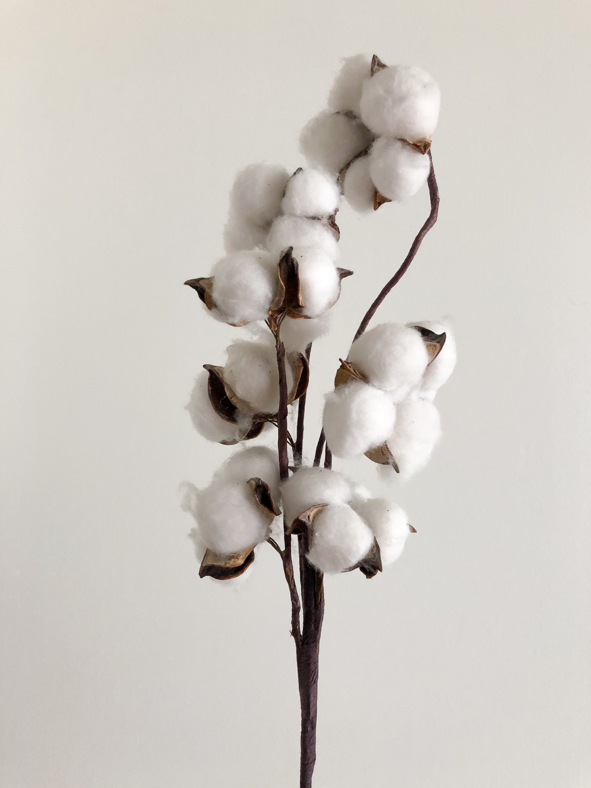 Coton_ff4b7a5d-e839-42de-91ae-10d1025345de.png