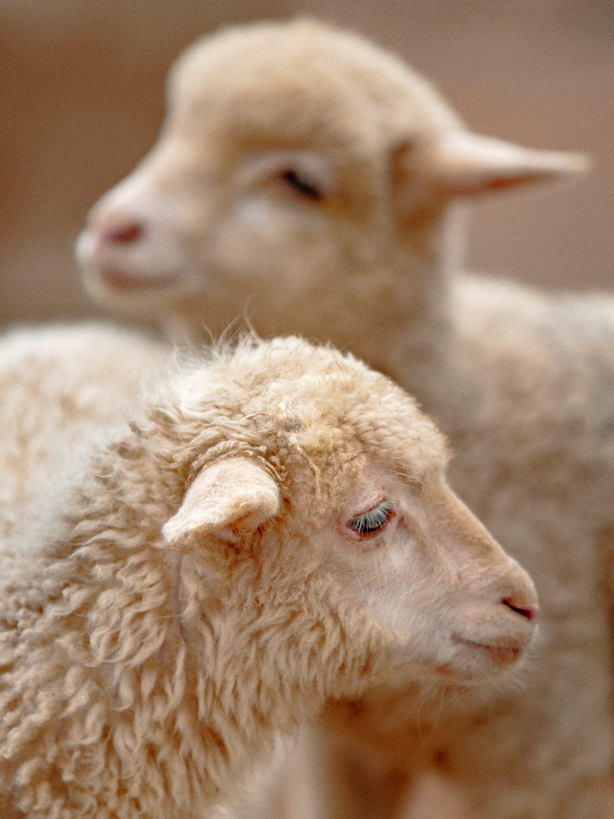 Laine_de_merinos_f3084ed6-77ac-4ba6-8b50-7b9caa1cecaa.png